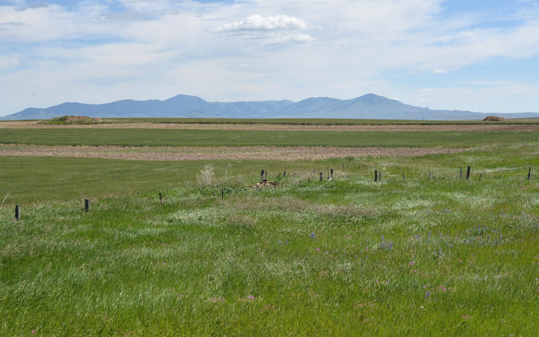 Piles of Homestead Fieldstone are the remains of decades of clearing ...